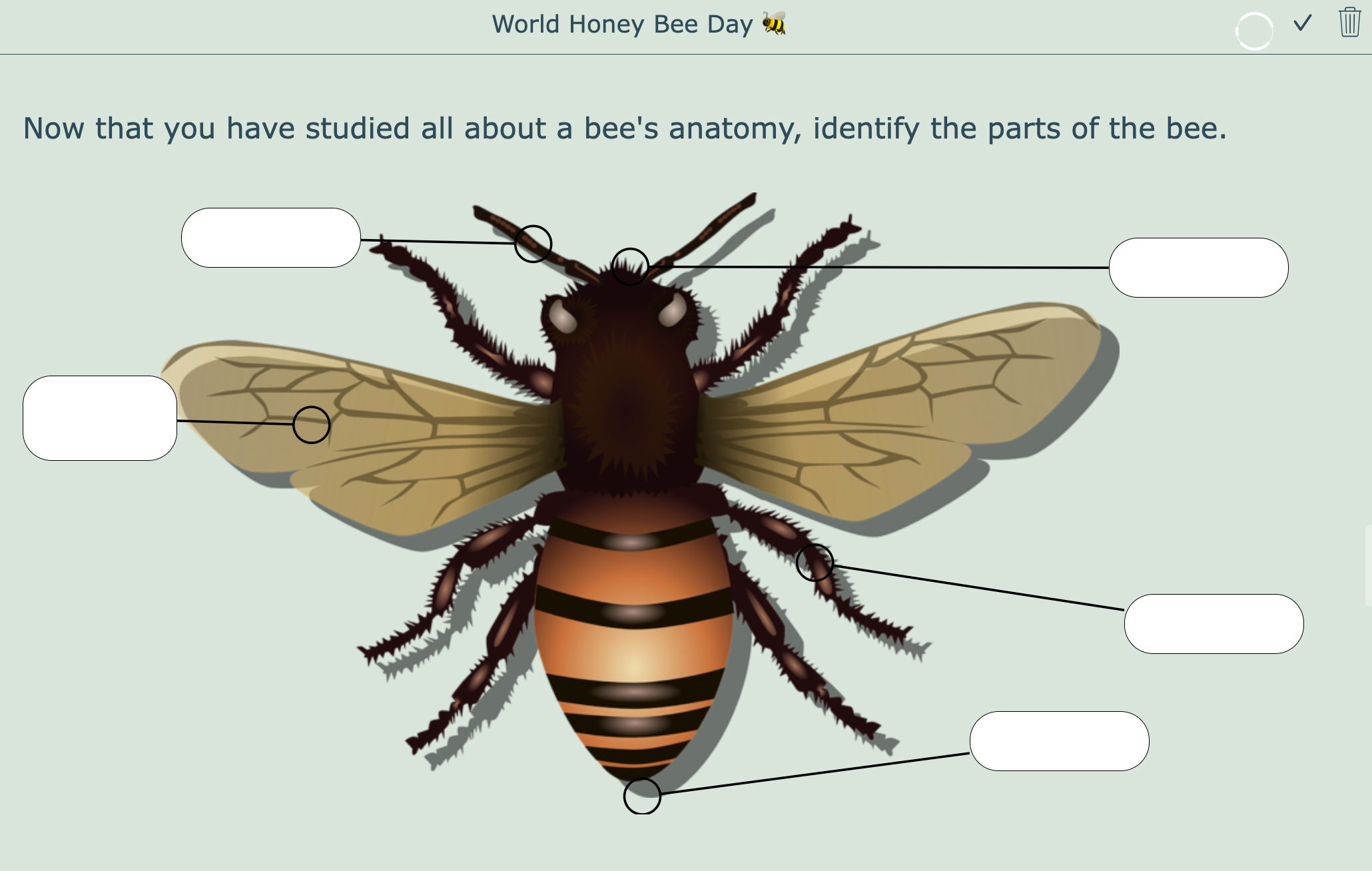 World honey bee day - digital worksheet